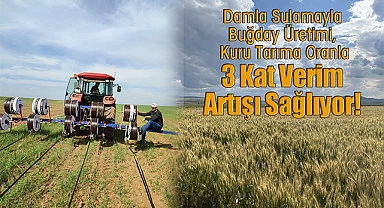 Damla Sulamayla Buğday Üretimi, Kuru Tarıma Oranla 3 Kat Verim Artışı Sağlıyor!