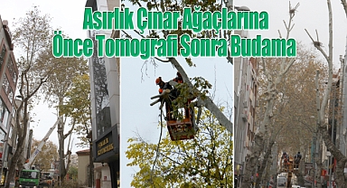 Asırlık Çınar Ağaçlarına Önce Tomografi Sonra Budama