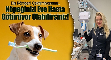 Diş Röntgeni Çektirmiyorsanız, Köpeğinizi Eve Hasta Götürüyor Olabilirsiniz!