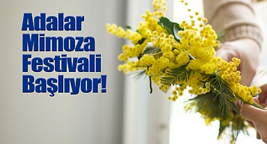 Adalar Mimoza Festivali Başlıyor!