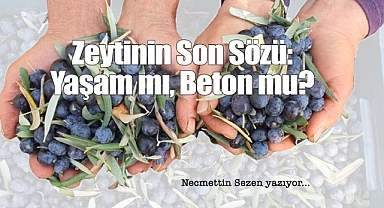 Zeytinin Son Sözü: Yaşam mı, Beton mu?