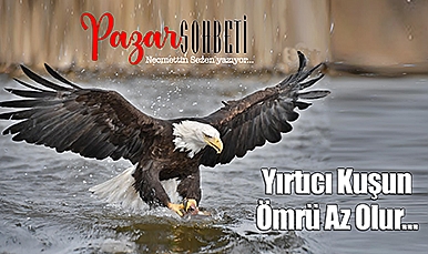 Yırtıcı Kuşun Ömrü Az Olur…